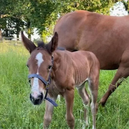 Feriehus Le Jardin De Timothee By Interhome