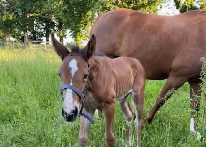 בית נופש Le Jardin De Timothee By Interhome